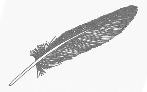 Feather One Line: A Designer’s Review